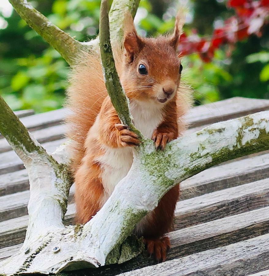 Red Squirrel Cottage Strathtay 외부 사진
